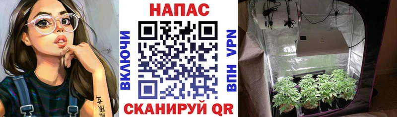 Бошки Шишки индика  цены наркотик  дарк нет наркотические препараты  Анжеро-Судженск 
